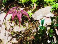 藏在北纬24度线上的野生植物“天然居室”
