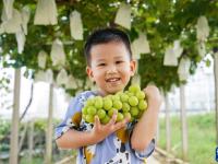 江苏句容：葡萄丰收富农家