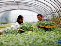 江苏泗洪：育秋苗 助增收