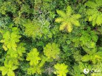 藏在北纬24度线上的野生植物“天然居室”