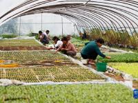江苏泗洪：育秋苗 助增收