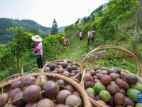 百香果造就苗侗山乡“甜蜜事业”