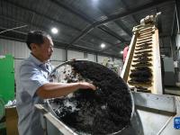 湖南常宁：高山生态秋茶采制忙