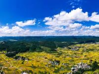丰收的田野