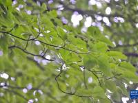 珍稀树种——香果树