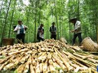 贵州赤水：5万亩大竹笋丰收上市