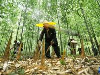 贵州赤水：5万亩大竹笋丰收上市