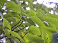 珍稀树种——香果树