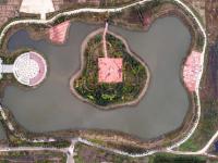 河北黄骅：盐碱地上“长出”城市“绿肺”