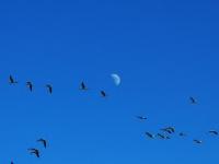 高原湿地的“客人”
