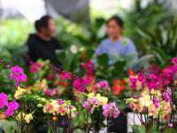 鲜花热销迎元旦
