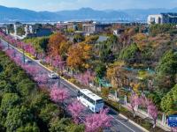 春城冬樱绽放
