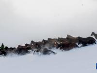 马踏雪原
