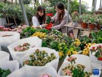 鲜花热销迎元旦
