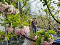 河北滦州：樱桃花绽放果农忙
