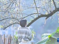 奔向“梅”好的“赏花经济”
