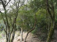 红动古道 绿动乡村
