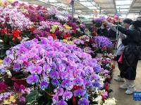 山东青岛：“年宵花节”春意浓
