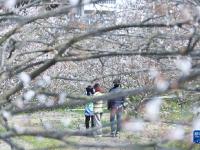 奔向“梅”好的“赏花经济”
