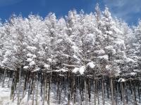 雪后六盘山

