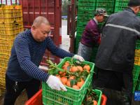 重庆奉节脐橙迎丰收
