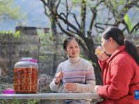 奔向“梅”好的“赏花经济”
