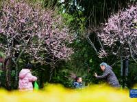 梅花绽放春意浓
