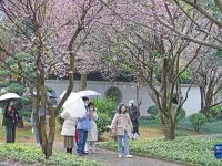 梅花盛放报春来
