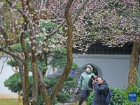 梅花盛放报春来
