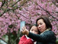 梅花绽放春意浓

