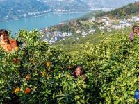 湖北秭归：早春时节橙飘香
