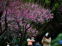 梅花绽放春意浓
