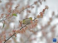 梅花盛放报春来
