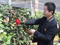 茶花铺就富农路