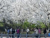 泉城樱花绽放
