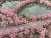 樱花烂漫
