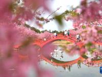 樱花烂漫
