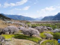 花开林芝
