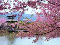 樱花烂漫
