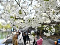 泉城樱花绽放
