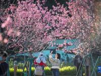 澳门：樱花绽放
