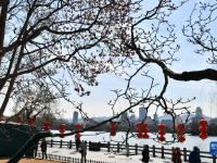 济南：大明湖畔玉兰花绽放
