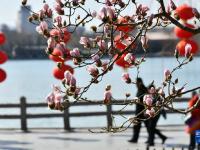 济南：大明湖畔玉兰花绽放
