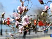 济南：大明湖畔玉兰花绽放
