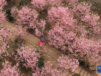 樱花烂漫
