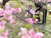 樱花烂漫
