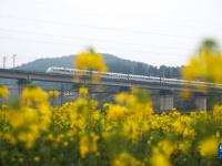 穿越花海的列车
