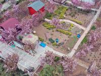 石家庄：樱花绽放赏春光
