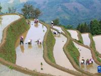 田间地头“织锦”忙
