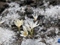 新疆：顶冰花破雪绽放
